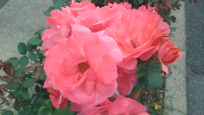 2012.6.5.5.jpg