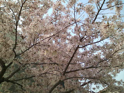 桜3.jpg